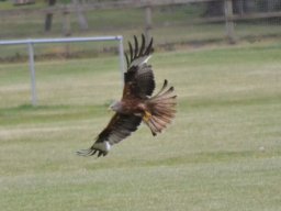 Kite Landing